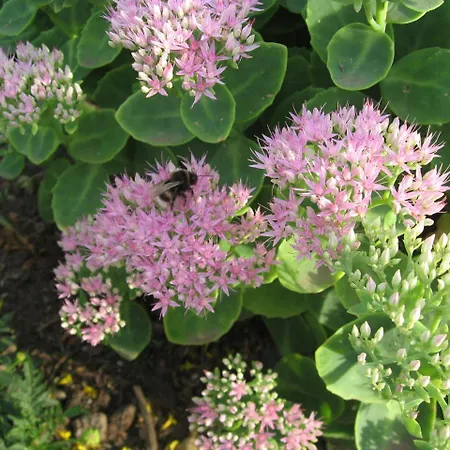 בית נופש In *